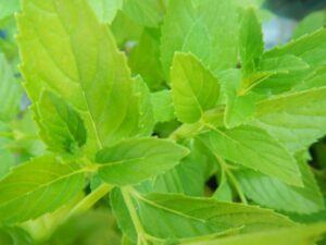 Mint from Herb Garden