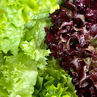 Red and Green Lettuce