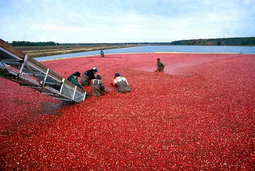 Picture show 5 people Harvesting thousands of loose Cranberries that are floating on a Pond and being put on a conveyor belt,.
